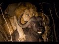 4 Male lions kill buffalo