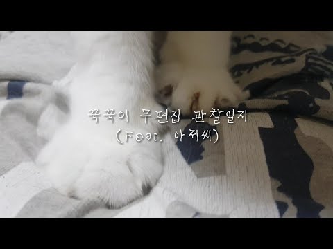 고양이 <strong>꾹꾹이</strong> 무편집 관찰일지 | 소화가 너무 잘돼버렸다 |