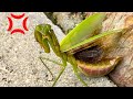 [カマキリ採集]オオカマキリを助けたらブチギレられました。