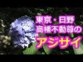 アジサイの名所! 高幡不動尊のアジサイ(東京都日野市)