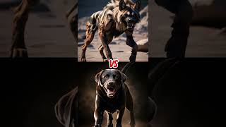 African Wild Dog Vs American Pitbull Rottweiler, Labrador, German Shepherd, American Bully Battle