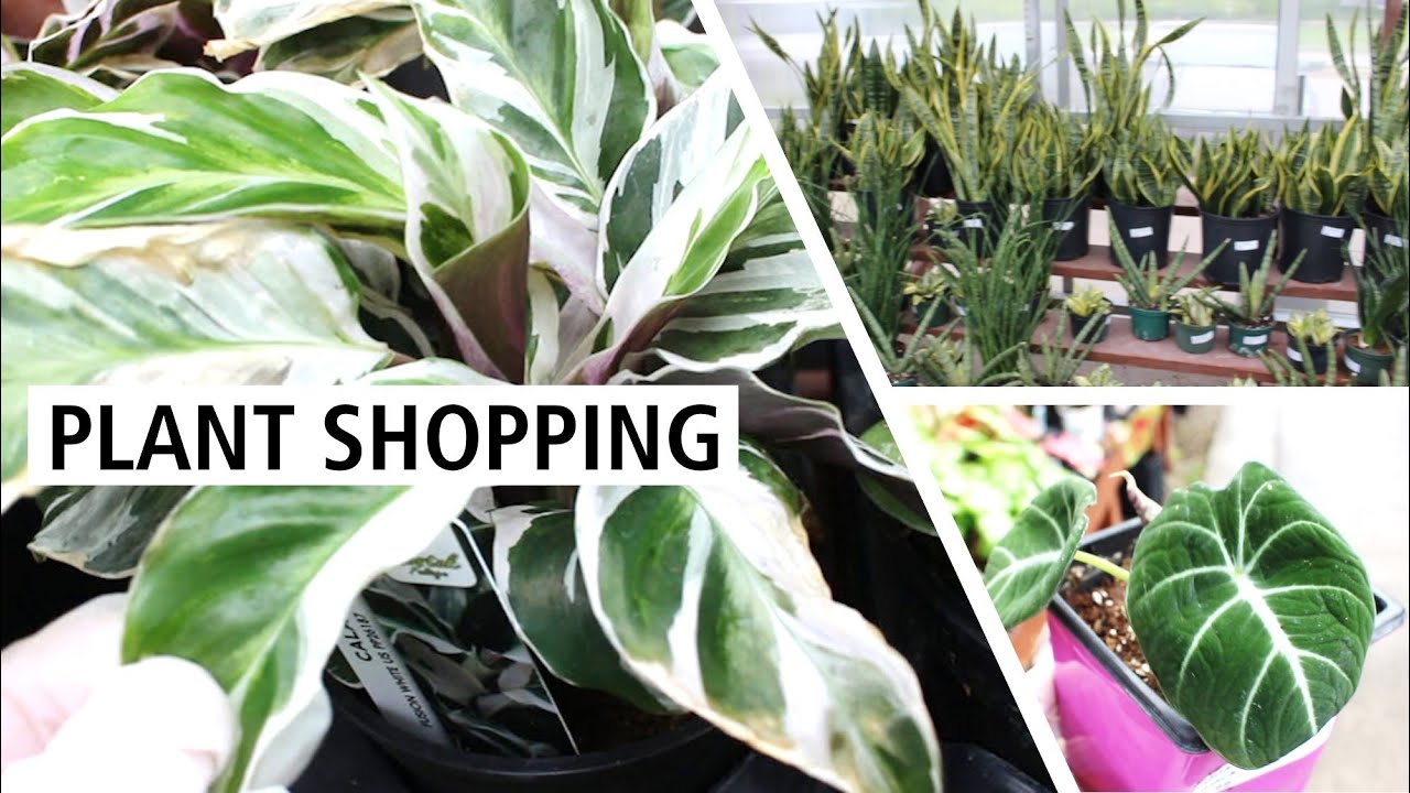 White Fusion Calathea for $9.99? Affordable Rare Plant Shopping at
