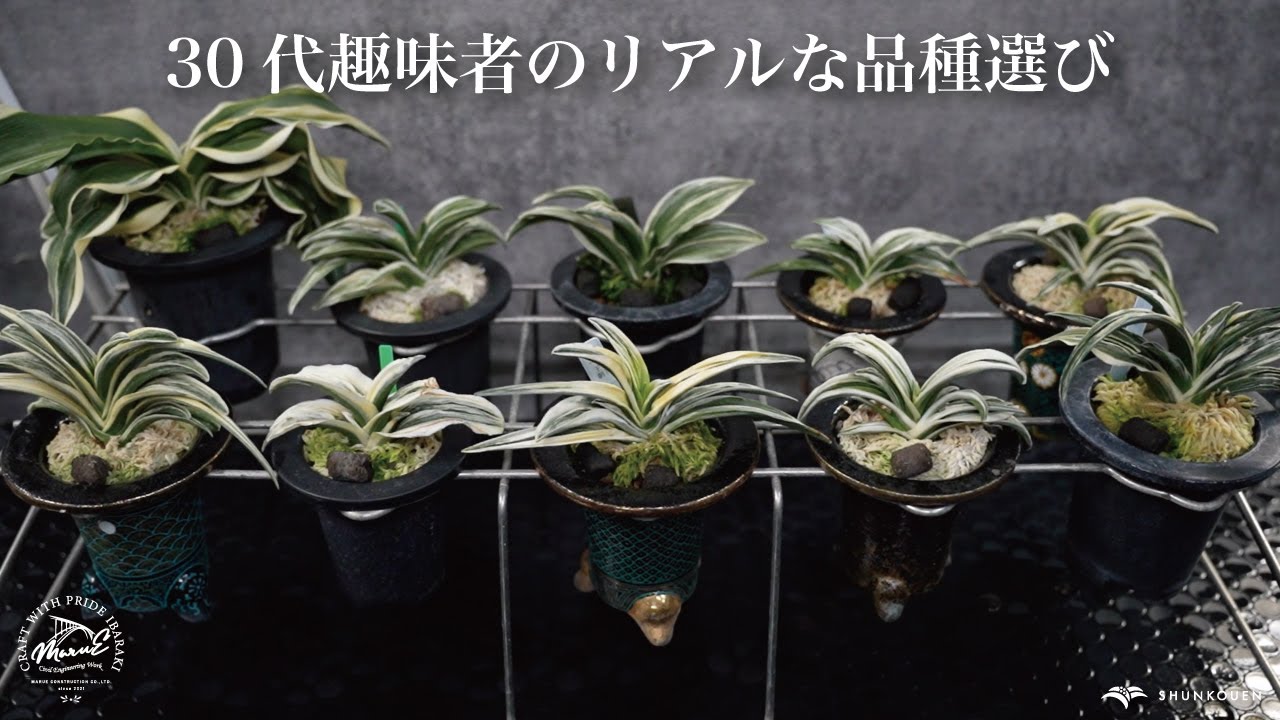 【万年青（おもと）】３０代 趣味者のリアルな品種選び