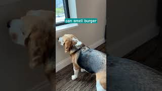 Cute beagle senses proximity of burger