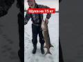 Зимняя рыбалка Щука гигант