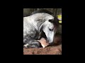 funny horse , compilation, 2019