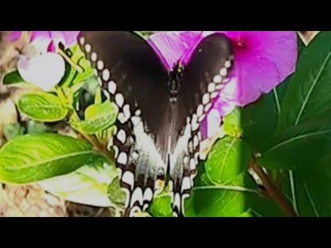 روح الزهور الراقصة عشاق الطبيعة فراشه زهور