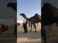 الثقيله تلاد العاصوف