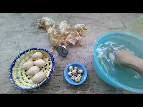 Video: ¿Cómo limpiar los huevos antes de la incubación?