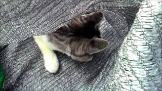 遮光ネットに潜る猫