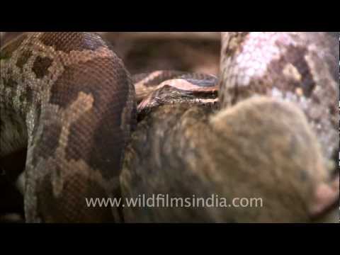 Python eating rat at Panna national park