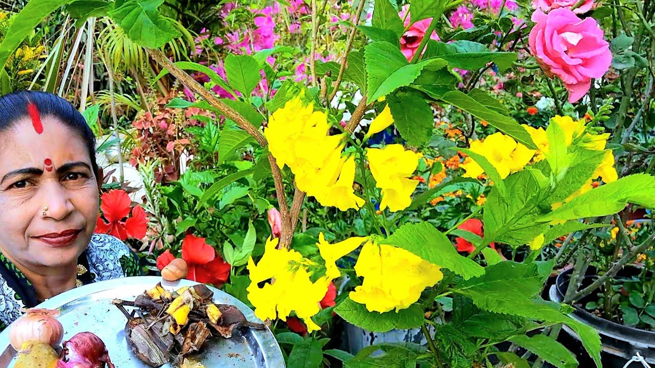 ଥୋପା କନିଆରି ଫୁଲ ଗଛ ର ଯତ୍ନ ନେଲେ ସହ ସହଁ ଫୁଲ ଆସି ଥାଏ ||