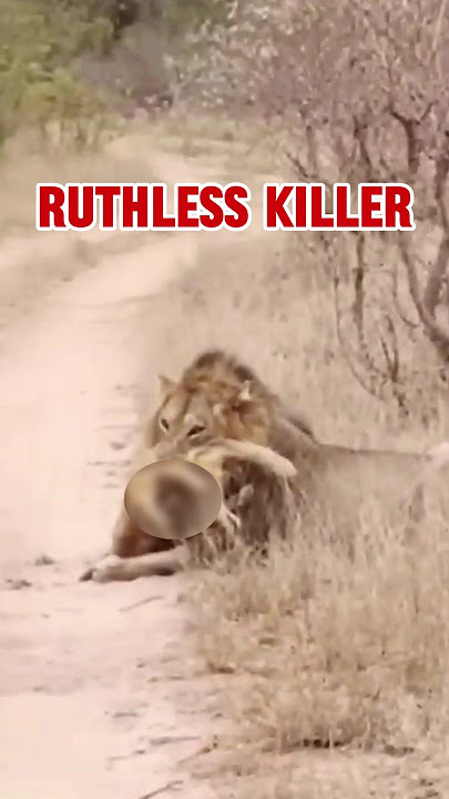 Male Lion ATTACKS defendless cub! #animals #lion #animalshorts #animalfacts #nature #shocking #