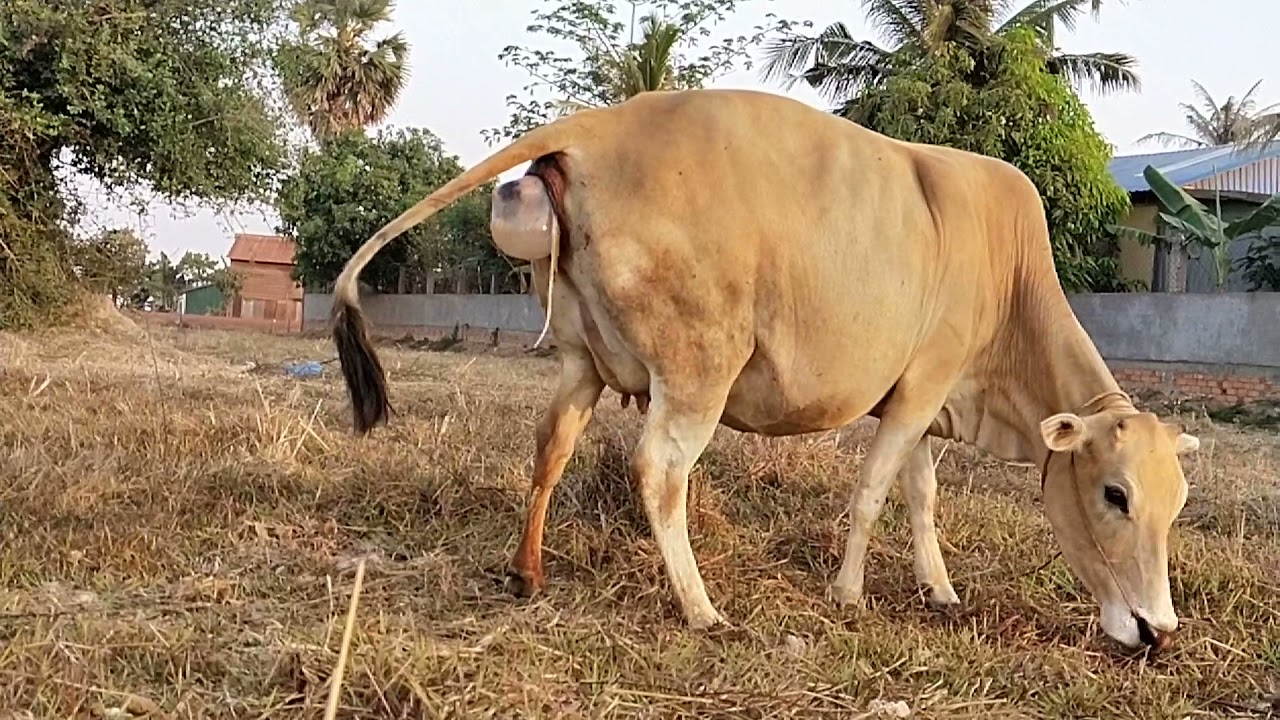 Cow deliveries new born baby cow 🐮 YouTube