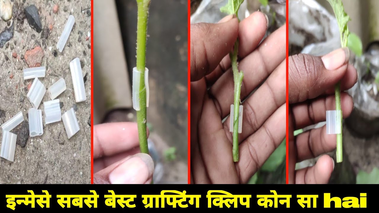 4 best silicone tube , grafting clip 2.5mm