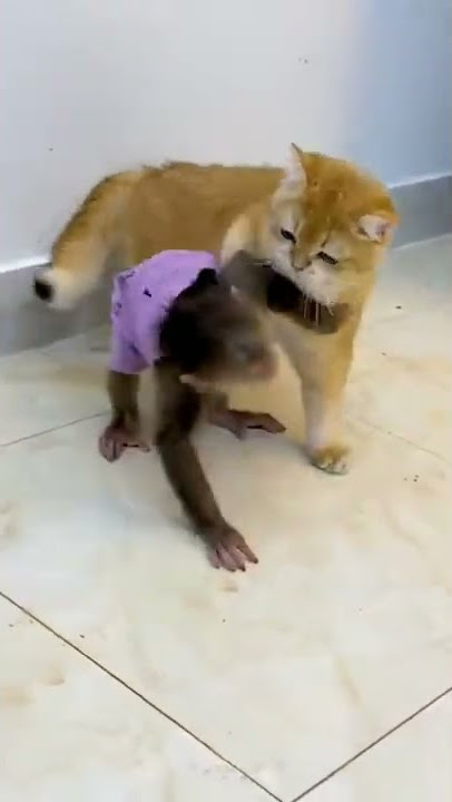 detik detik monyet dihajar kucing
