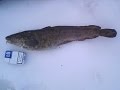 Ловим налима на донку, весной!(26.03.2016)/ Catch a burbot on a Donk