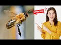 La MANSEDUMBRE de las ABEJAS depende de los ZANGANOS