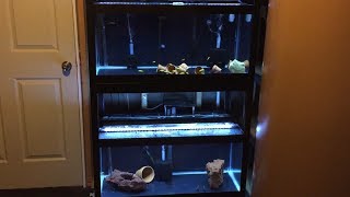 An look at my new 40g breeder double aquarium rack for my growout tanks. Bonus time-lapse video of me building the rack here: 