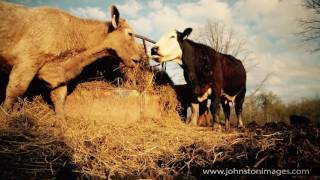 Two Cows feasting on hay on the McKay Farm in Michigan