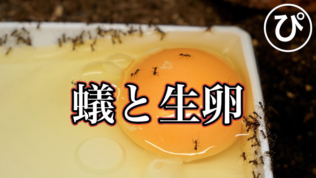 SHOCKING FOOTAGE! What happened when I gave a raw egg to a