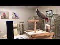 Alexa Hello, says Petra the African Grey