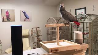 Alexa Hello, says Petra the African Grey