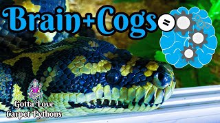Cognitive Brain And Behaviors In Snakes! Impossible You Say