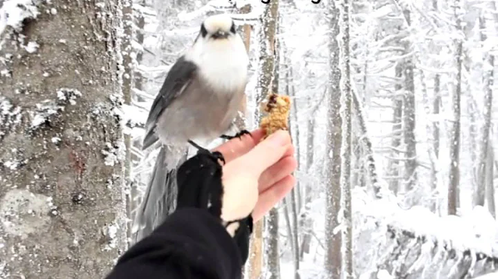 Gray Jay on Mount Pierce
