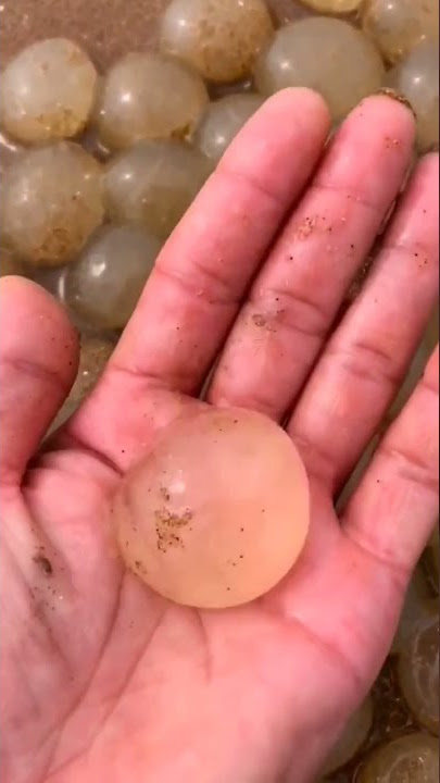 Keren! Cara Menangkap Hewan Laut Yang Unik, Banyak Yang Lucu dan Aneh #Shorts #Pantai #HewanLaut