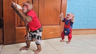 Baby monkey Su cry because Kuku stole his milk