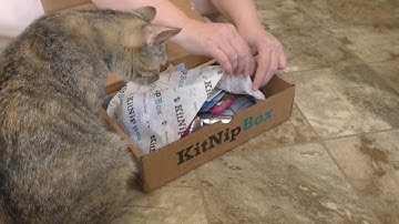 Kitnip Box (Cats At Work) May 2025 Unboxing 😻