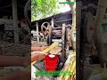 How It's Made: Fresh Sugarcane Juice From Scratch! : The Ultimate Street Drink