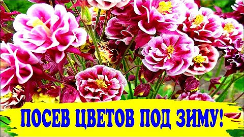 ПОСЕЙТЕ эти ЦВЕТЫ ПОД ЗИМУ!/Какие многолетние растения можно посеять под зиму в саду.