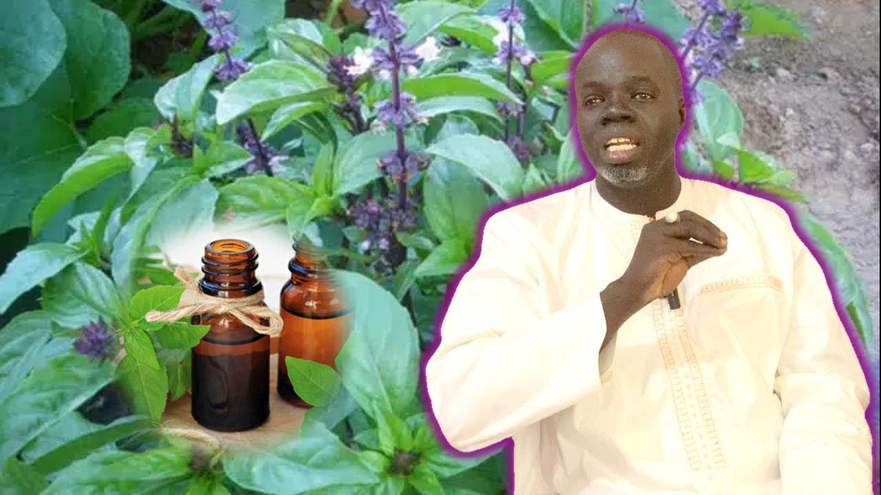 🌿Ndiarignou Ngoun Ngoun ou Basilic ( Ocimum basilicum ) Pr Ousmane Ndiaye - SAMA XALAAT TV