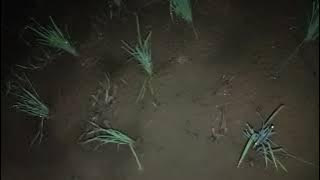 Ngobor belut disawah