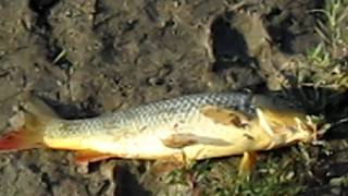 Ribalka Poymali Karpa