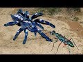 Jewel wasp is the only enemy that tarantula feared | Jewel wasp hunting tarantula in wild nature