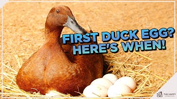 First Eggs Incoming! When Do Ducks Start Laying Eggs?