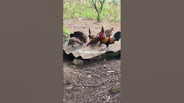 Vẻ đẹp của gà rừng sinh sản. Cung cấp gà cả nước cho anh em đam mê