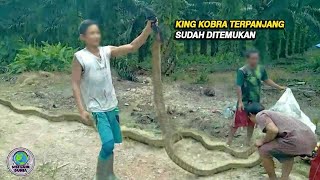 Pekerja Sawit Gegertemukan Ular King Kobra Terpanjang Di Dunia Lebih Besar Dari Garaga Panji