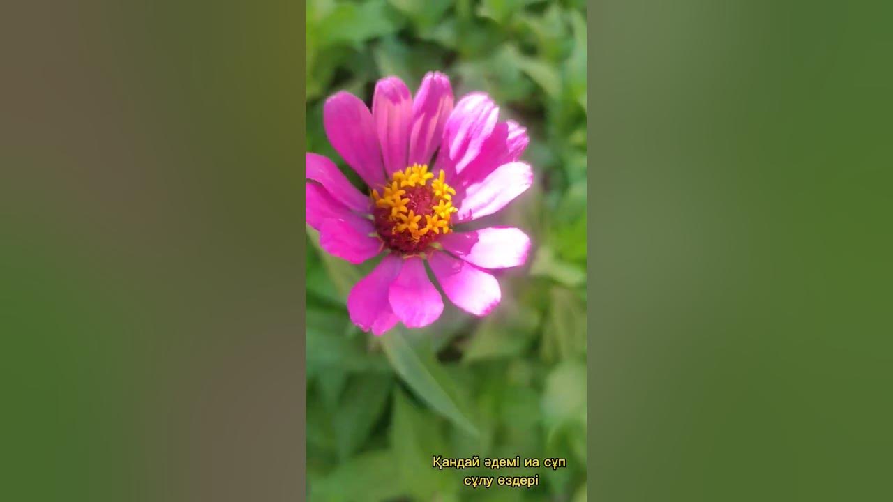 Ең әдемі, ең сұлу гүлдер өз қолыңмен өсірген гүлдер - YouTube