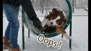 Beginner Dog Agility Training | ドッグスポーツ アジリティ練習  | Australian Shepherd