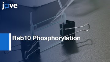 Rab10 Phosphorylation Detection by LRRK2 Activity by SDS-PAGE | Protocol Preview