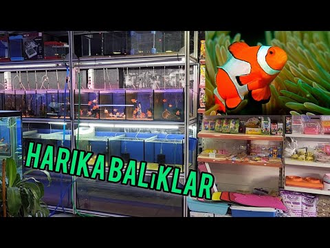 Petshop Gezisi 2024 Balık Fiyatları