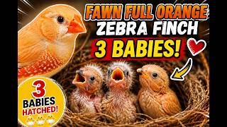 My Fawn Full Orange Zebra Finch Gave Me 3 Beautiful Babies!