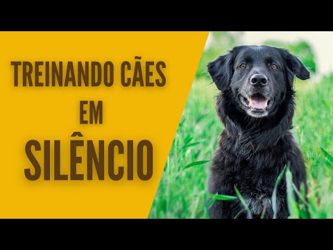 Vídeo: O poder do silêncio no treinamento do cão