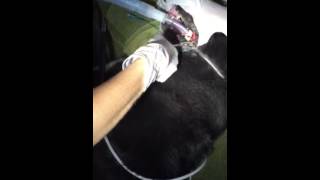 Step by step canine dental cleaning