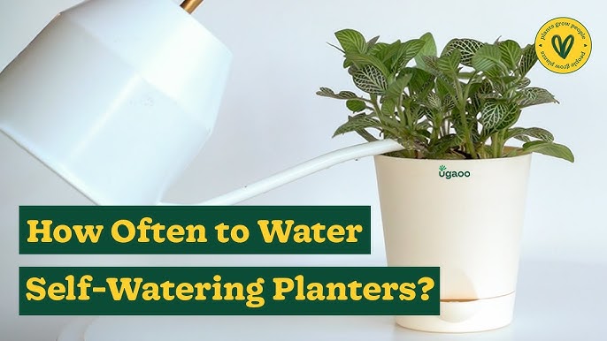 We Tested A Self-Watering Houseplant Pot: Here's How & Why to Use Them –  Outside In