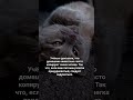 Следует задуматься котмишель Cat мем юмор настроение прикол позитив ржака Funny Следует задуматься котмишель Cat мем юмор настроение прикол позитив ржака Funny